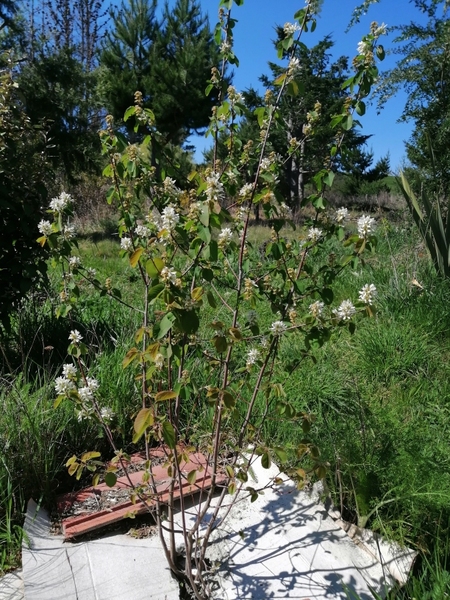 Service berry seeds