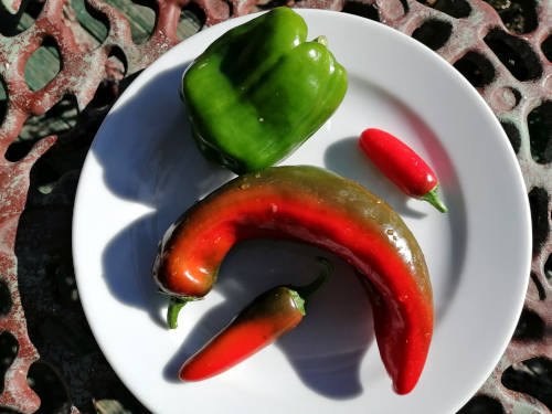 Assorted capsicum seed