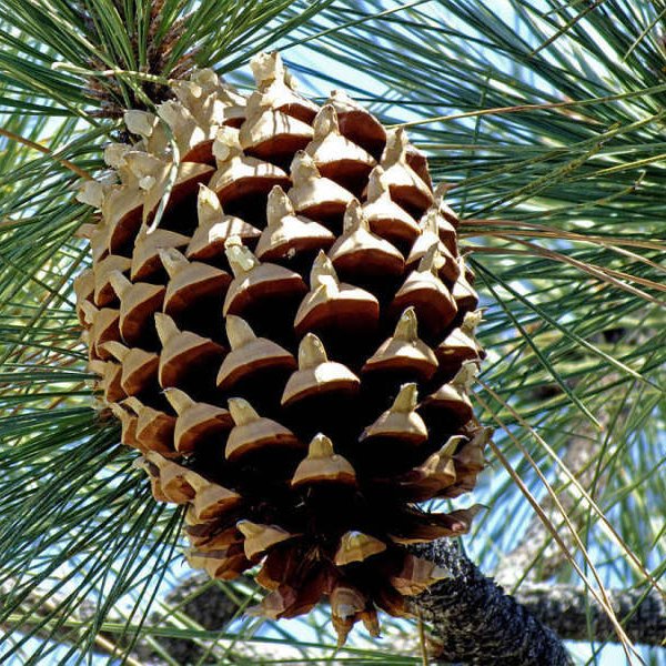 Coulter Pine