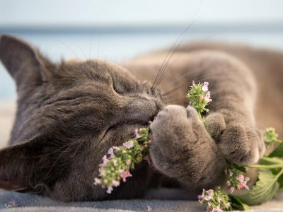 Catnip seeds