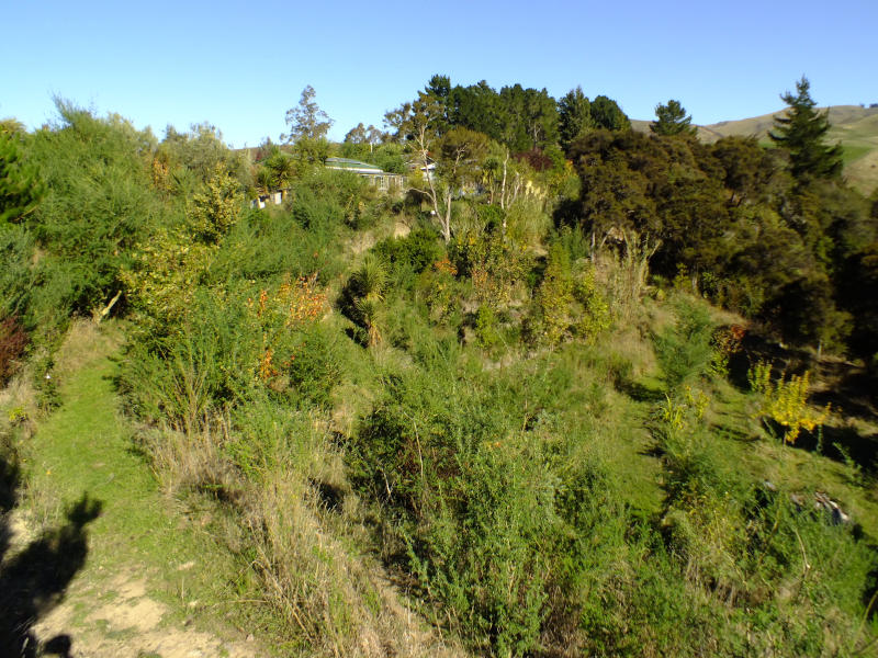 Tree growth on terraces