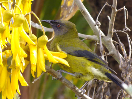 Kowhai