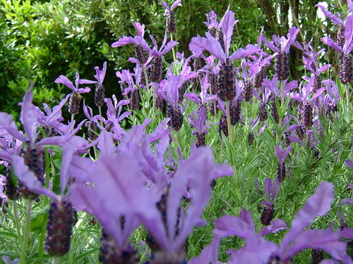 Lavender seed