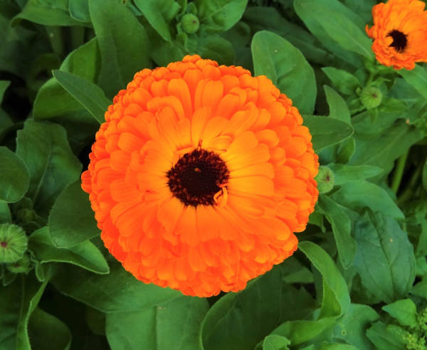 Calendula Seed