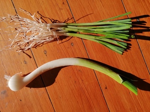 Perennial multiplying leek plants