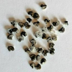 Kakabeak seeds