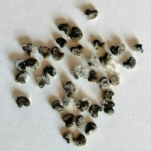 48141_seeds-kaka-beak