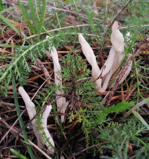 Clavulina rugosa - edible fungi