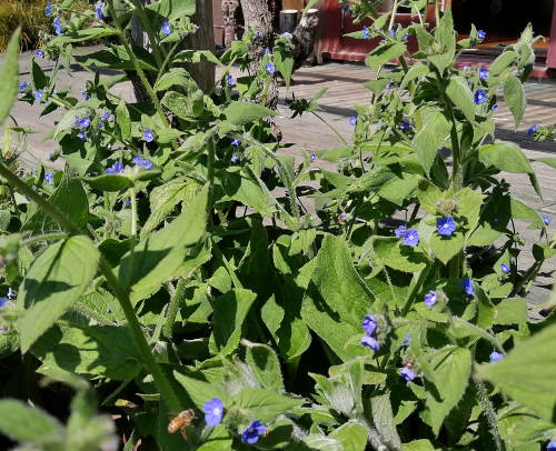 Pentaglottis sempervirens