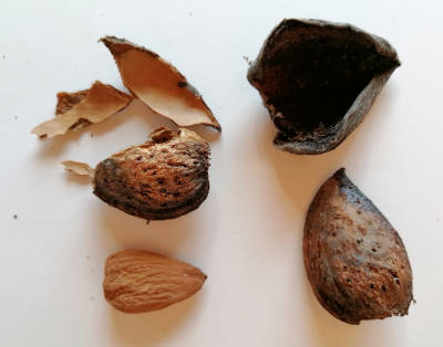 Almond - Paper shell