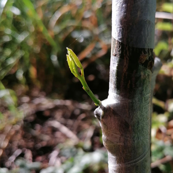 Summer budding season January - March