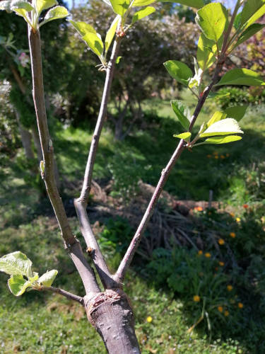 Spring grafting season for fruit and nut trees August - October