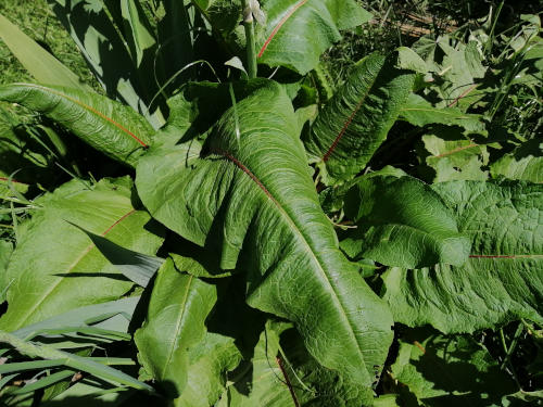 Broadleaved dock