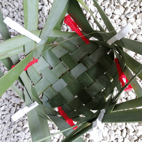 Creating the corners of the flax basket