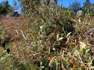 Lathyrus odoratus