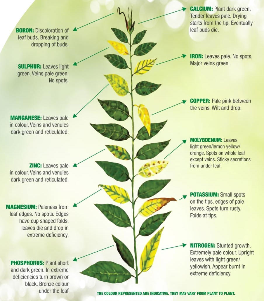 Plant leaf deficiency indications