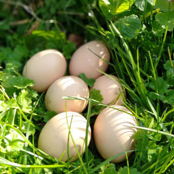 Fertilised Silkie Eggs