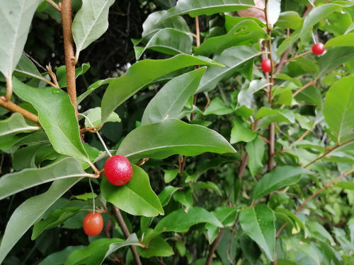 Elaeagnus multiflora