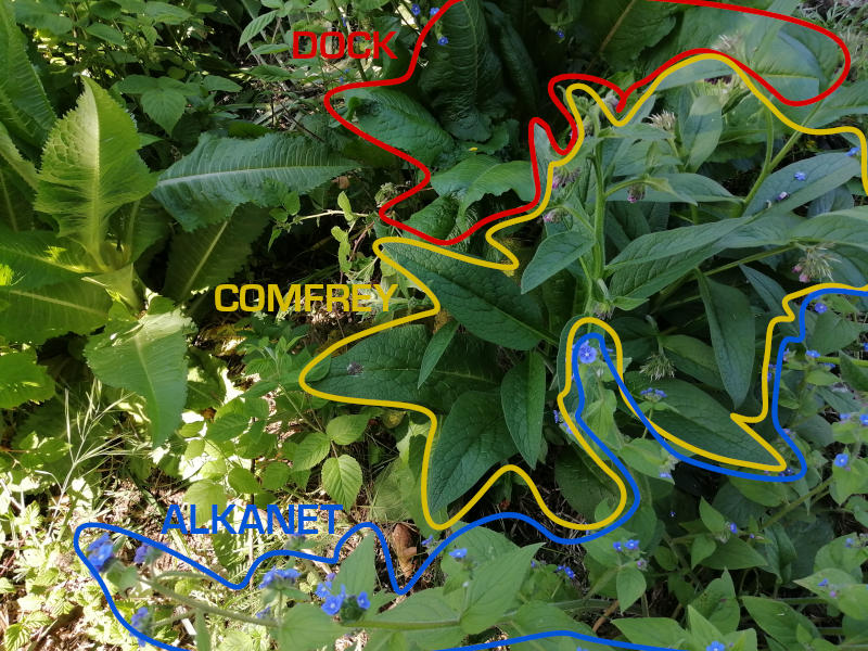 Comfrey Confusion - Plant Identification