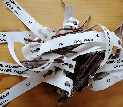 Order fruit tree scion wood for grafting