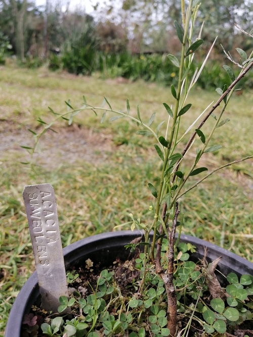 Acacia suaveolens