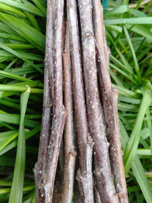 Apple Branchy Bits