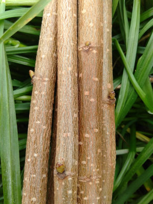 Hard Hazel Chewies