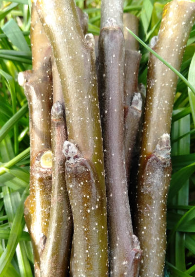 Apple snacky sticks