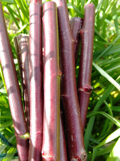 Red Rosy Nibblets