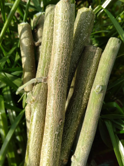 Tagasaste Twig Treats