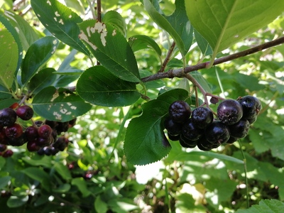 Black Chokeberry