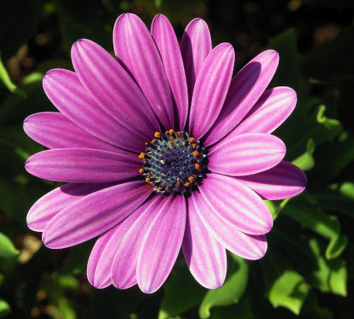 Osteospermum