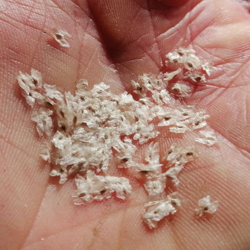 Paulownia Seed
