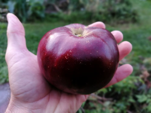 Black Prince