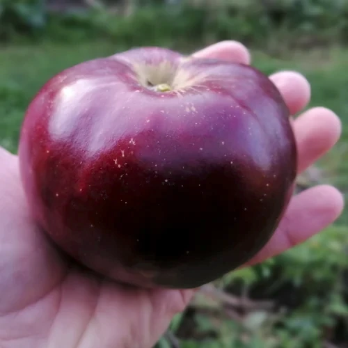 Apple - Black Prince Bare Root Tree