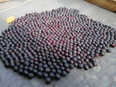 48141_drying-aronia