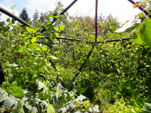 Starplate geodesic garden structure