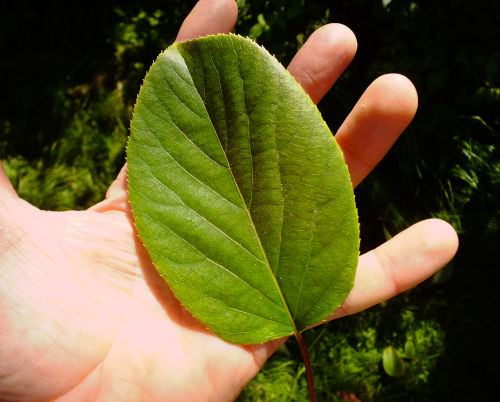 48141_hardy_-kiwi_leaf