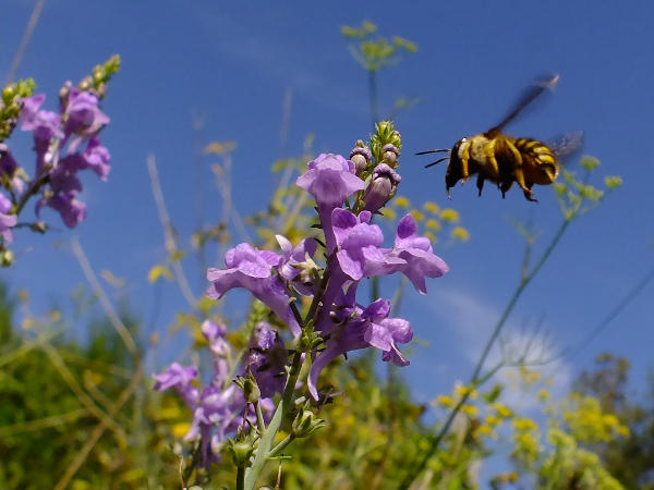 Hover fly