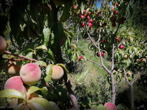 Multi grafted fruit trees - Combine your favourite varieties on a single tree