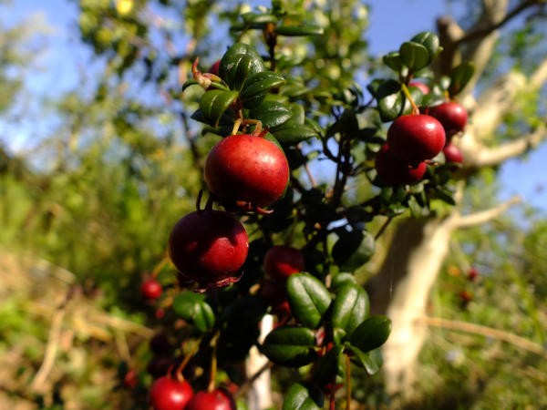 Myrtus Ugni AKA Chilean Guava or NZ Cranberry