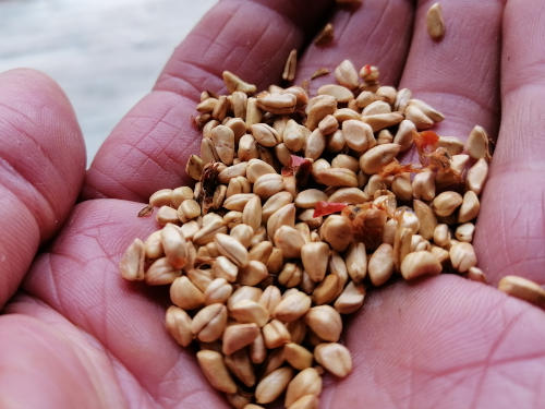 Rosa Rugosa Seeds