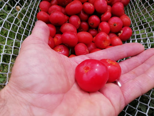 Rosa Rugosa Seeds