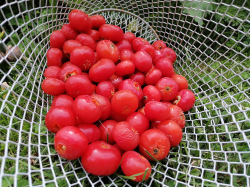 Rosa Rugosa Seeds