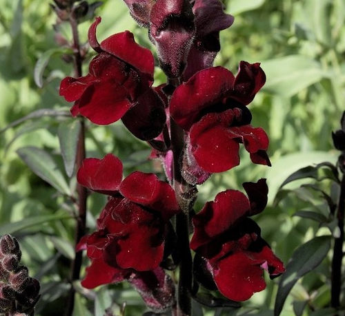 Snapdragon seeds