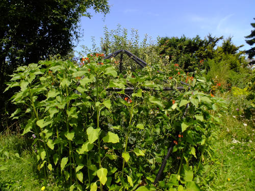 Starplate geodesic garden structure