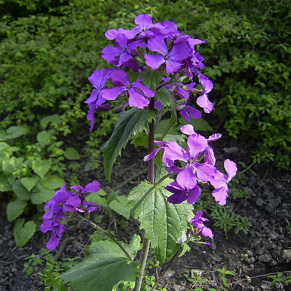 2023/1280px-Lunaria_annua_flowers