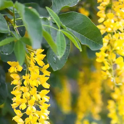 2023/330px-Laburnum_anagyroides_flowering