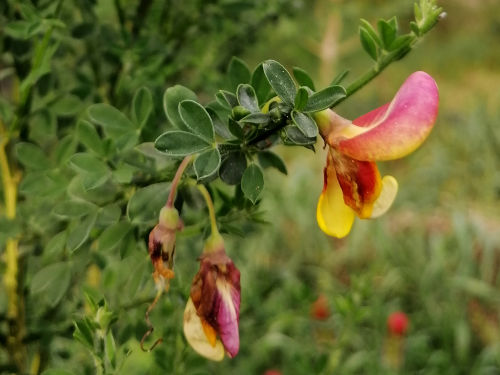 Red Broom Seeds