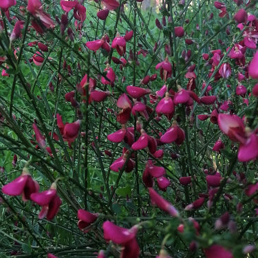 Red Broom Seeds